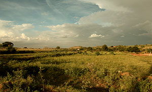 NBR Meadows